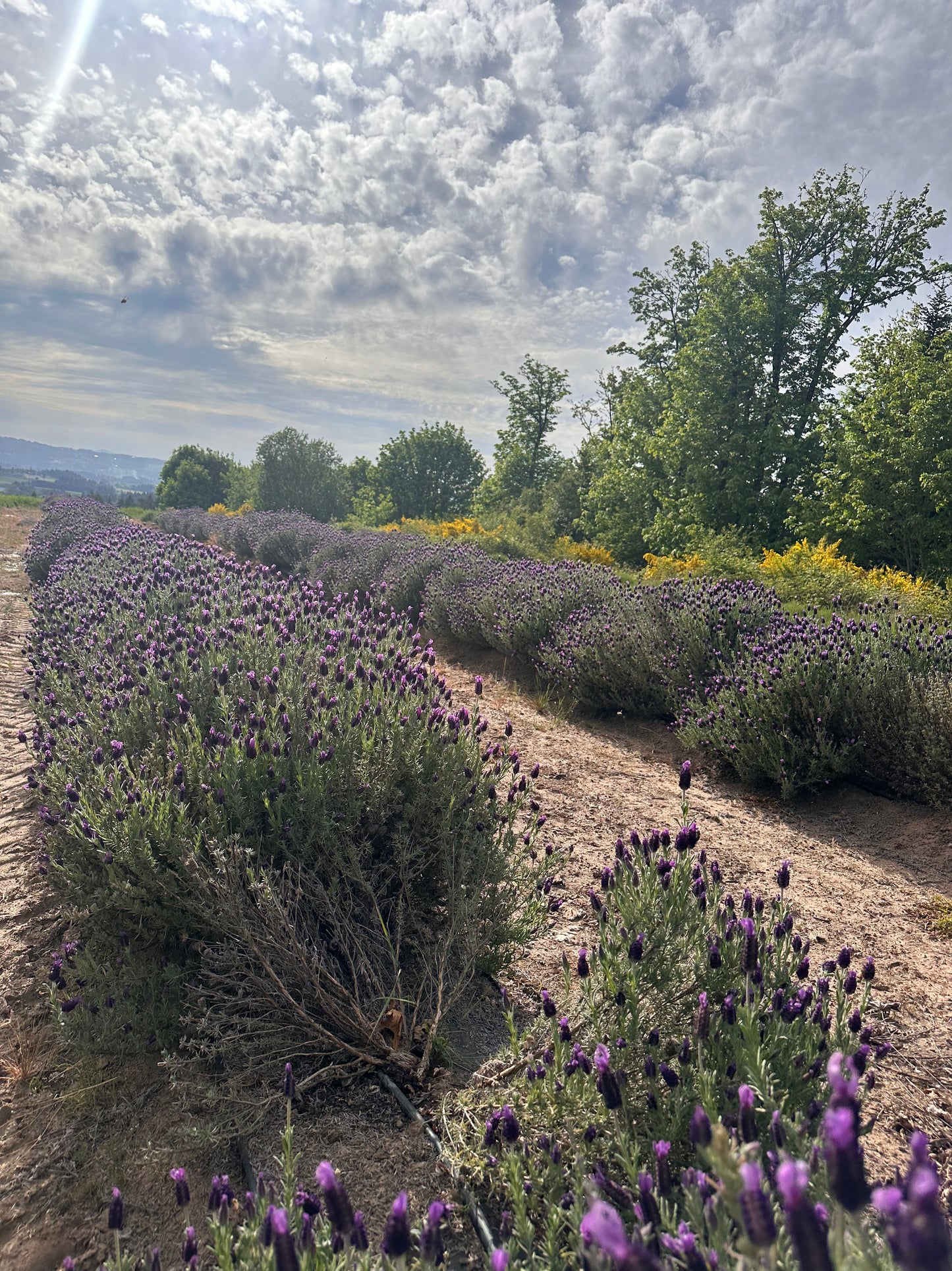 Lavender Essential Oil 10ML