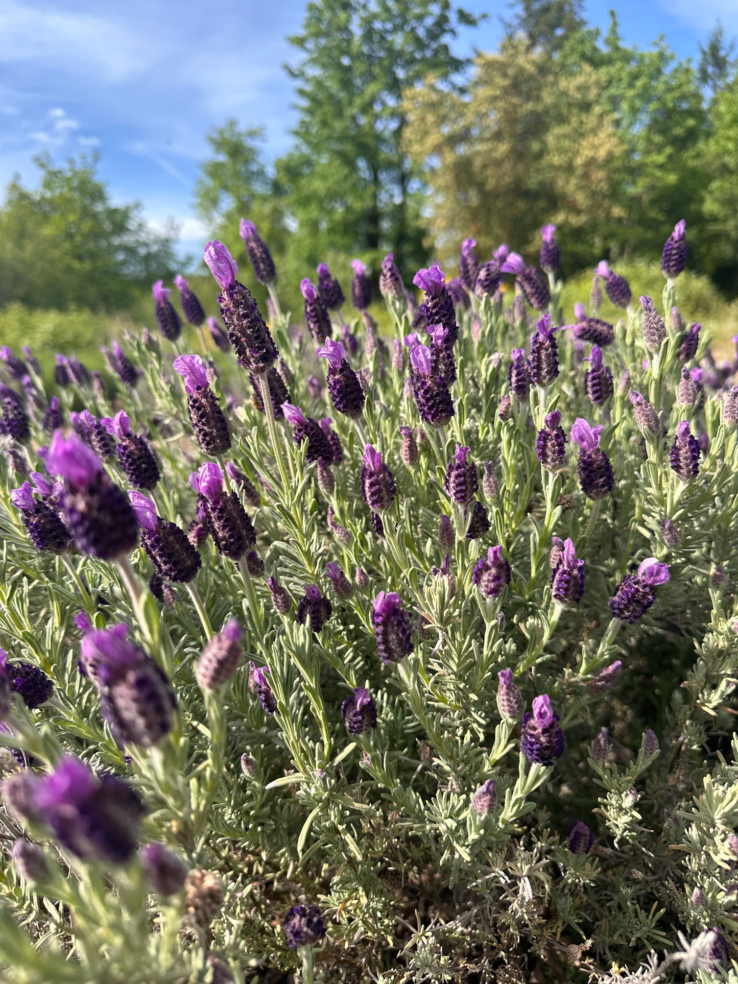 Honey 2oz Bear Plastic Bottle