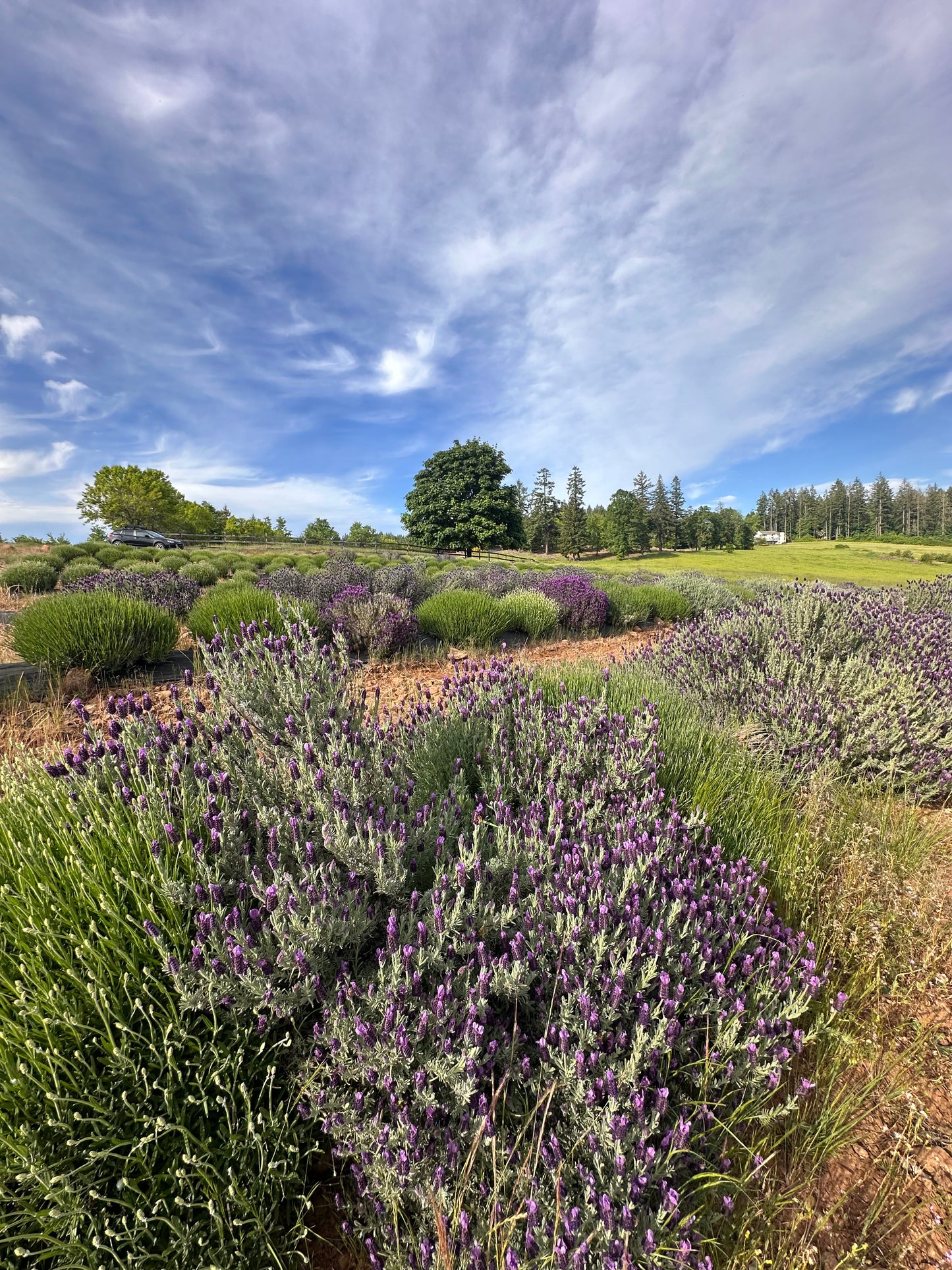 Lavender Essential Oil 10ML