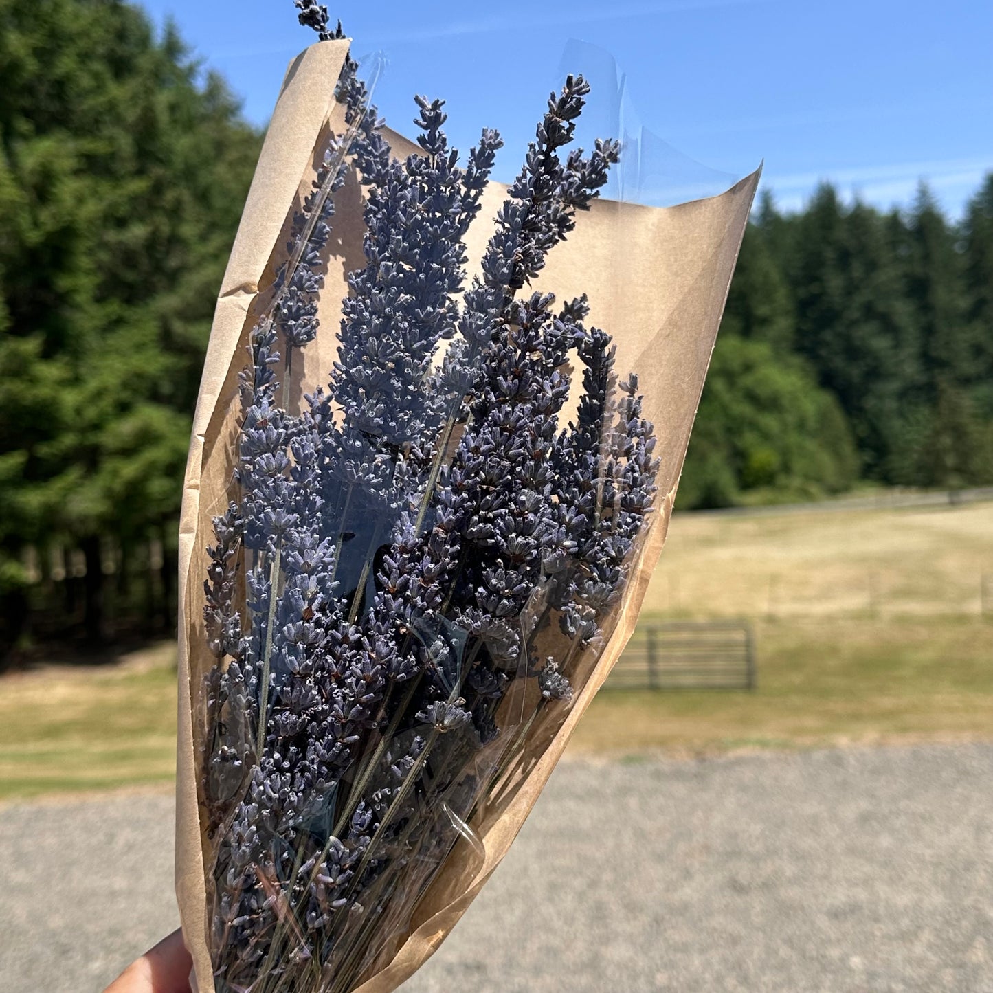 Lavender Dry Bouquet (Large)