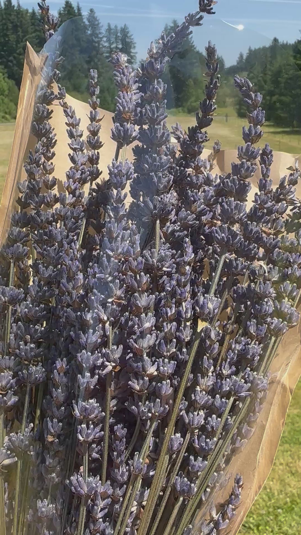 Lavender Dry Bouquet (Large)