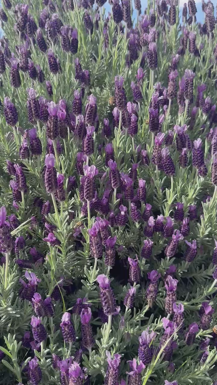 Lavender Essential Oil 30ml